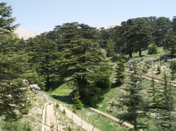 Arz-el-Rab-forest-lebanon.jpg